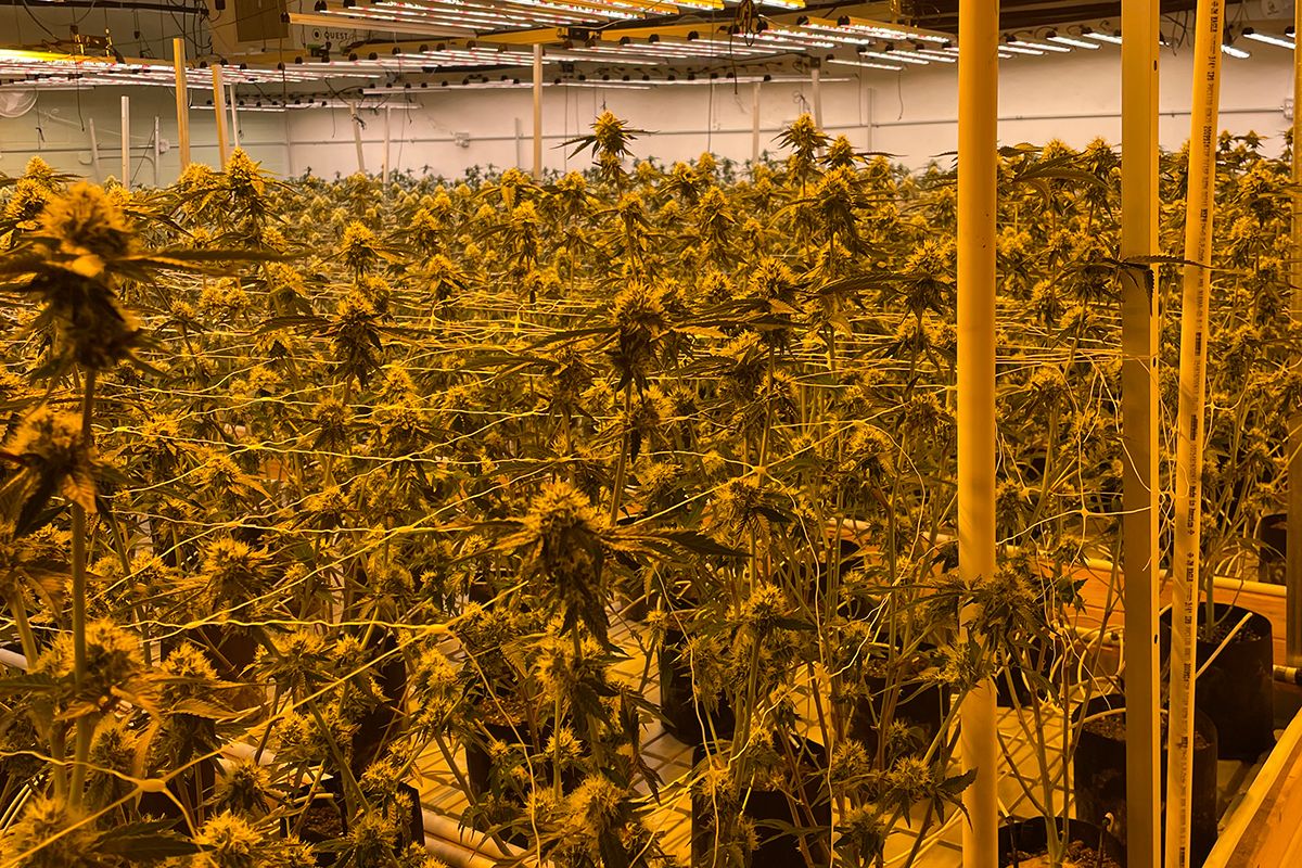 More than $19M in illegal cannabis seized in Berkeley raid