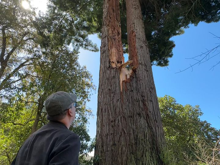 Bomb cyclone damages historic redwood, buckeye at UC garden