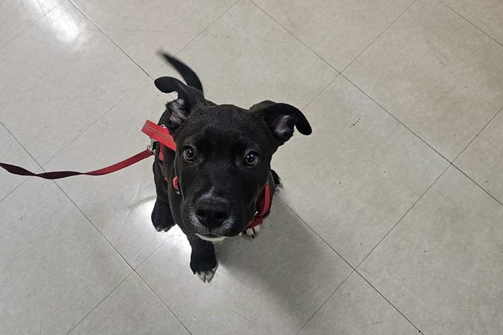 Crime log: Stolen puppy found, naked burglary suspect nabbed, 'malicious' fire at UC Berkeley